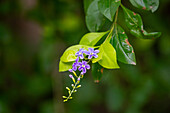 Flowers of the Duranta bush, Duranta erecta, in a hotel garden in Tartagal, Argentina.