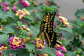 A Thoas Swallowtail butterfly, Heraclides thoas, feeds on the flowers of a Spanish Flag bush in El Naranjo, Argentina.