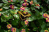 A Thoas Swallowtail butterfly, Heraclides thoas, feeds on the flowers of a Spanish Flag bush in El Naranjo, Argentina.