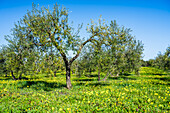 A serene olive grove in Carrion de los Cespedes, Seville, showcasing vibrant greenery and a calm atmosphere under a clear blue sky during a mild winter.