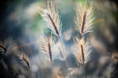 Elegant close up photograph of wild plants captured with a Leica Noctilux lens, highlighting delicate details and creating a soft focus effect.