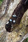 Mushrooms growing in a hollowed-out tree trunk in the yungas subtropical forest in Calilegua National Park in Argentina.