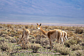 A small herd of guanacos, Lama guanicoe, graze on the altiplano near Salinas Grandes in northwest Argentina.