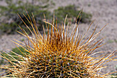 Detail of the long spines of an Argentine saguaro or cordon grande cactus in Los Cardones National Park in Salta Province, Argentina.