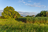 Golden first light at dawn over the sugarcane fields near Santa Rosa, Tucuman, Argentina.