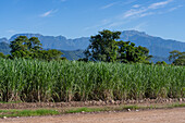 Zuckerrohrfelder in der Nähe von Libertador General San Martin, Argentinien. Dahinter liegen die Berge des Calilegua-Nationalparks