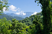 The yungas subtropical forest in Calilegua National Park in the UNESCO Yungas Biosphere Reserve in Argentina.