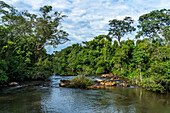 Tropical rainforest along the Iguazu River in Iguazu National Park in Argentina. A UNESCO World Heritage SIte.