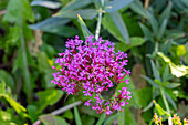 Red Valerian, Valeriana rubra, in flower in the Jardin Botánico de Altura near Tilcara, Argentina.