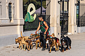 A professional dog walker with twelve dogs in front of the Buenos Aires Eco-Park in Palermo, Buenos Aires, Argentina.