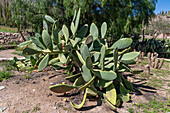 Nopal, Opuntia ficus-indica, in the Jardin Botánico de Altura near Tilcara, Argentina.