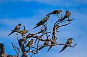 Ein kleiner Schwarm Graupapageien, Cyanoliseus patagonus, sitzt in einem Baum bei Cafayate, Argentinien