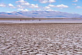 Tourists walk on the salt flats of Salinas Grandes in northwest Argentina with Nevado de Chañi behind, tallest peak in Jujuy Province.