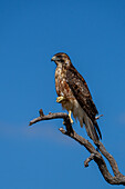 A juvenile Variable Hawk, Geranoaetus polyosoma, perched on a branch near Cafayate, Argentina.