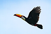 A Toco Toucan, Ramphastos toco, in flight in San Jose de Metan, Argentina.