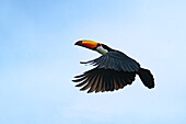 A Toco Toucan, Ramphastos toco, in flight in San Jose de Metan, Argentina.