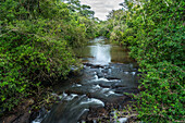 Tropical rainforest along the Iguazu River in Iguazu National Park in Argentina. A UNESCO World Heritage SIte.