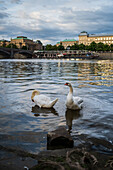 Schwäne in der Moldau, Prag