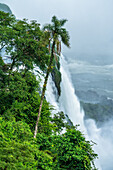 A palm tree in front of one of the falls at Iguazu Falls National Park in Brazil. A UNESCO World Heritage Site.