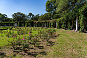 El Rosedal oder Rosengarten im Park des 9. Juli in San MIguel de Tucumán, Argentinien