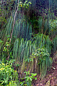 Cortaderia hieronymi, eine Pampasgrasart an den steilen Hängen des Calilegua-Nationalparks in Argentinien