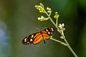 A Lysimnia Tigerwing butterfly, Mechanitis lysimnia, feeding on a flower in Calilegua National Park, Jujuy Province, Argentina.