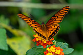 A Mexican Silverspot butterfly, Dione moneta, feeds on the flowers of a Spanish Flag bush in Posta de Yatasto, Argentina.