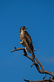 A juvenile Variable Hawk, Geranoaetus polyosoma, perched on a branch near Cafayate, Argentina.