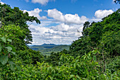 The lush Yungas subtropical rainforest between Salta and San Salvador de Jujuy, Argentina.