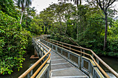 Tropical rainforest along the Iguazu River in Iguazu National Park in Argentina. A UNESCO World Heritage SIte.