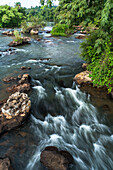 Tropical rainforest along the Iguazu River in Iguazu National Park in Argentina. A UNESCO World Heritage SIte.