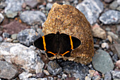 Ein Kleiner Tänzer-Metallmotten-Schmetterling, Riodina lysippoides, in der Provinz Jujuy, Argentinien