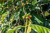 Coffee Farm (Finca Don Pepe), Panama