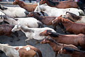 Every June 26, cowboys lead wild mares and colts from Doñana marshlands to Almonte during the historic Saca de las yeguas festival.