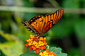 A Mexican Silverspot butterfly, Dione moneta, feeds on the flowers of a Spanish Flag bush in Posta de Yatasto, Argentina.