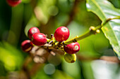 Coffee Farm (Finca Don Pepe), Panama