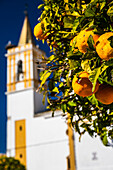 Close up of bitter oranges hanging on a tree with the backdrop of a historic church in the rural town of Carrion de los Cespedes, Seville, Spain.