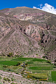 Farm fields in the eroded canyon of the Cuesta de Lipan between Purmamarca & Salinas Grande in Argentina.