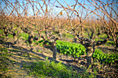 Captivating winter agricultural scene featuring bare vineyards under a clear sky in Seville, Spain. The image evokes tranquility and showcases the beauty of nature in dormant seasons.