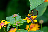 A Hymenaea Clearwing buttterfly, Episcada hymenaea, feeds on the flowers of a Spanish Flag bush in Posta de Yatasto, Argentina.