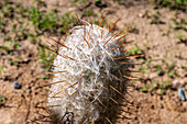 Old Man of the Andes Cactus, Oreocereus trolli, in the Jardin Botánico de Altura near Tilcara, Argentina. Also called vicuñita or little vicuña.