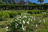 El Rosedal oder Rosengarten im Park des 9. Juli in San MIguel de Tucumán, Argentinien