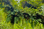 Epiphytes & ferns on a tree in the yungas subtropical cloud forest in Calilegua National Park in Argentina. UNESCO Yungas Biosphere Reserve.