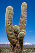 An Argentine saguaro or cordon grande cactus in Los Cardones National Park in Salta Province, Argentina.