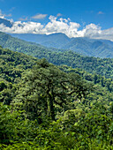 An epiphyte-covered tree in the yungas subtropical forest in Calilegua National Park in Argentina. UNESCO Yungas Biosphere Reserve.