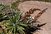 Taraca, Puya dyckioides, im Jardin Botánico de Altura bei Tilcara, Argentinien