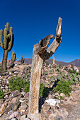 Cardón cactus skeleton in the unexcavated ruins in the Pucara of Tilcara, a pre-Hispanic archeological site near Tilcara, Argentina.