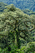 An epiphyte-covered tree in the yungas subtropical forest in Calilegua National Park in Argentina. UNESCO Yungas Biosphere Reserve.