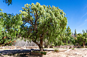 Peruvian Pepper Tree, Schinus molle var. areira, in the Jardin Botánico de Altura near Tilcara, Argentina.