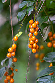 Berries of the Duranta bush, Duranta erecta, in a hotel garden in Tartagal, Argentina.